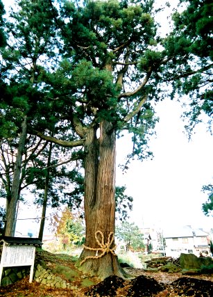 山田神社の大杉 No2