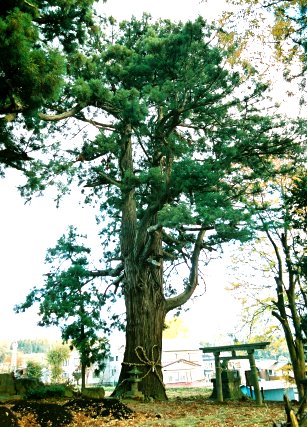 山田神社の大杉 No1
