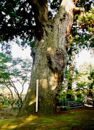 栃ケ原神社の大杉