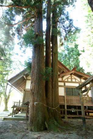 諏訪神社の三本杉