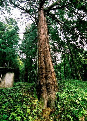 白山神社のバラ大杉