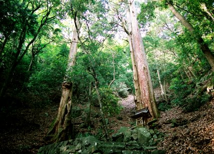 老杉神社の杉