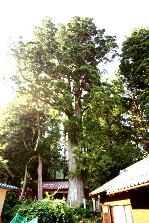 小津白山神社の杉
