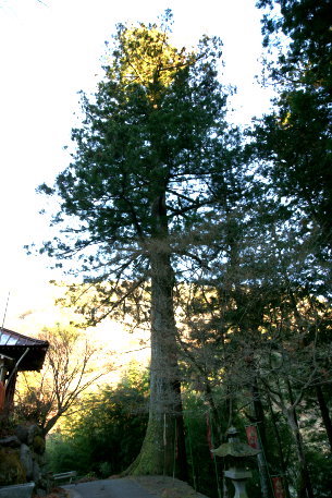 金桜神社のスギ