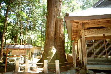 比志神社の大杉