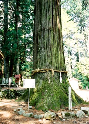 大山田神社の大杉