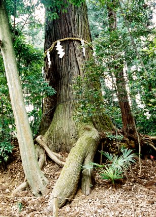 塩船観音の大スギ
