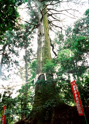 塩船観音の大スギ