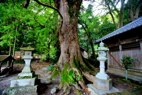 吉佐美八幡神社のクスノキ