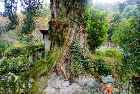 山門脇応永のイヌマキ