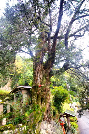 山門脇応永のイヌマキ