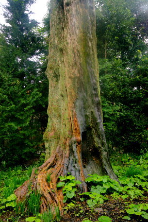 田沢のイヌマキ