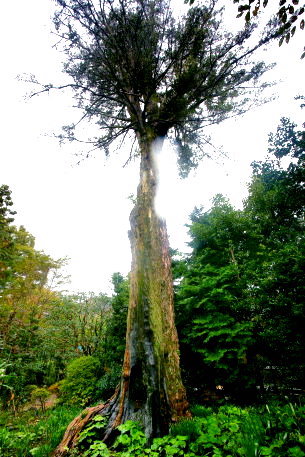 田沢のイヌマキ