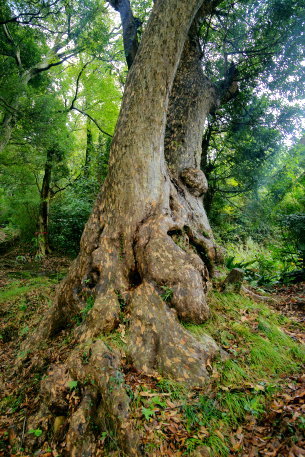 日枝神社のカゴノキ