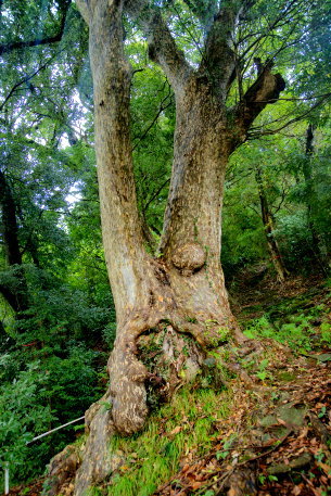 日枝神社のカゴノキ