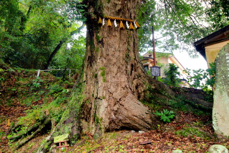 日枝神社のイチイガシ