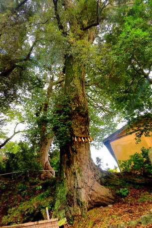 日枝神社のイチイガシ