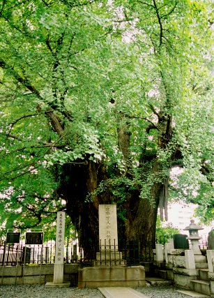 善福寺のイチョウ