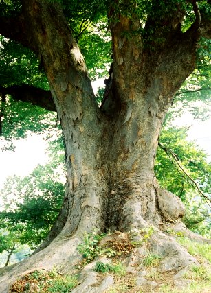 お稲荷様のケヤキ
