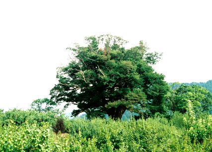 お稲荷様のケヤキ