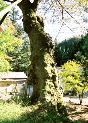 赤丸浅井神社の大ケヤキ