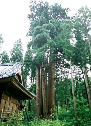熊野神社七本スギ