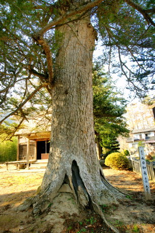 大日堂のモミ
