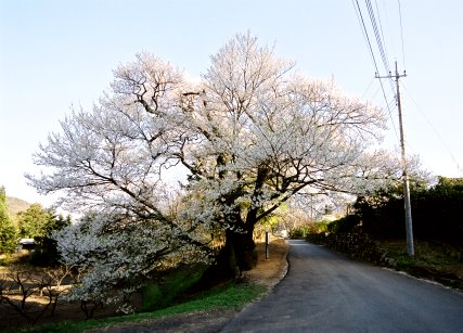 本村の関の桜