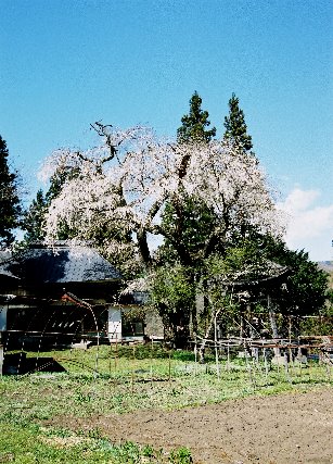 建代の桜