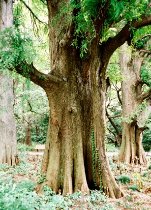 新宿御苑のラクウショウ