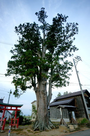 稲谷諏訪神社のスギ