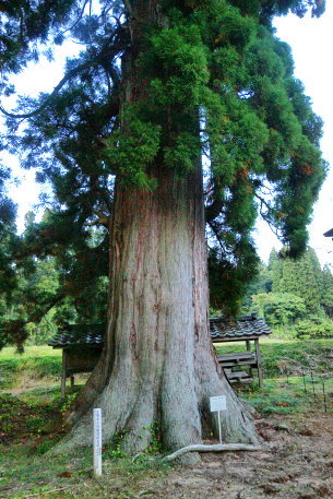 正権寺五社神社の杉