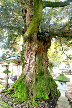 加茂神社のスダジイ