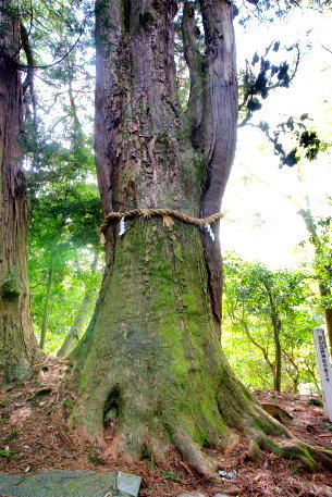 白山比咩神社の三本杉