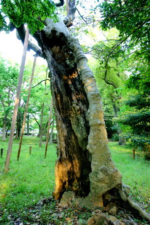 甲塚のクロガネモチ