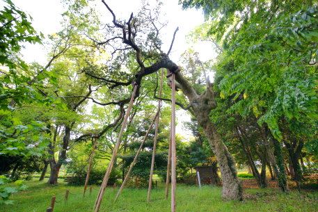 甲塚のクロガネモチ