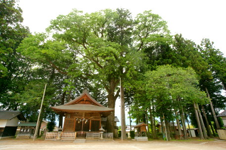 伊那森神社のケヤキ