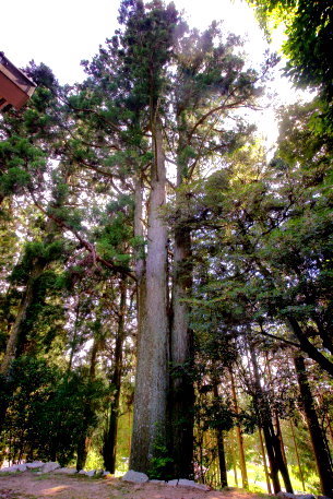 杉平八幡神社の大杉