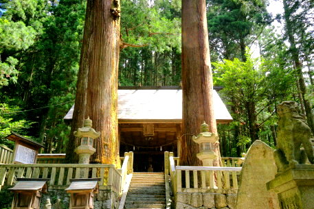 恵那神社の夫婦杉