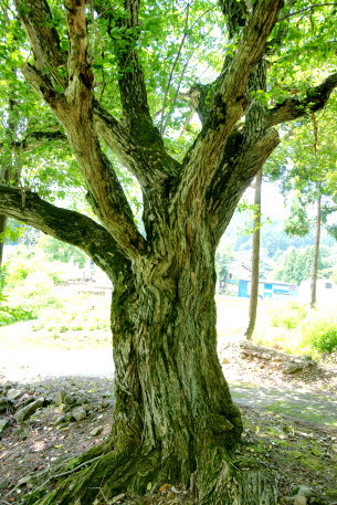 小赤沢のユモトマユミ