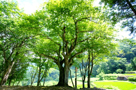 小赤沢のユモトマユミ