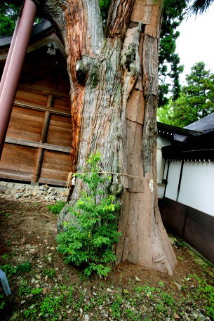 高山白山神社の矢立杉