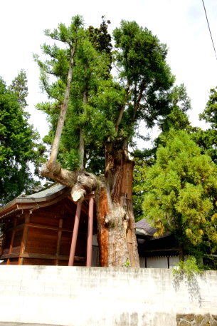 高山白山神社の矢立杉