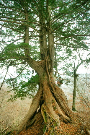 川浦渓谷の根上がり檜