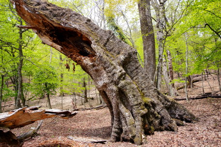 金袋山のミズナラ