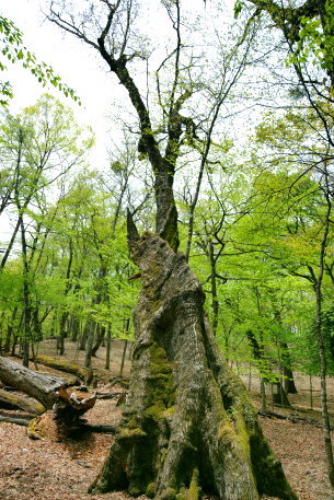 金袋山のミズナラ