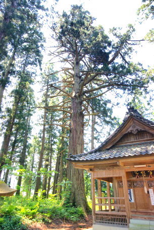 宇都宮神社の大杉