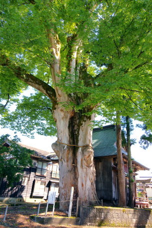 干溝諏訪神社の大欅