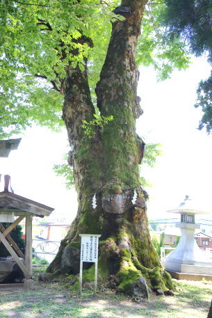 青島上之山神社の大欅