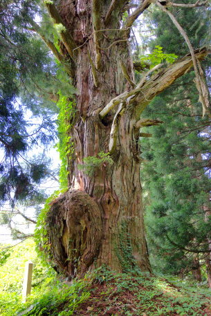 羽黒神社の大杉